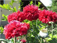 62882f48-Picture 835.jpg